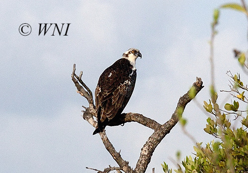 Osprey (Pandion haliaetus)